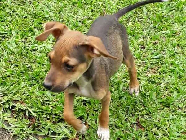 Cachorro ra a SRD idade 2 a 6 meses nome Didi