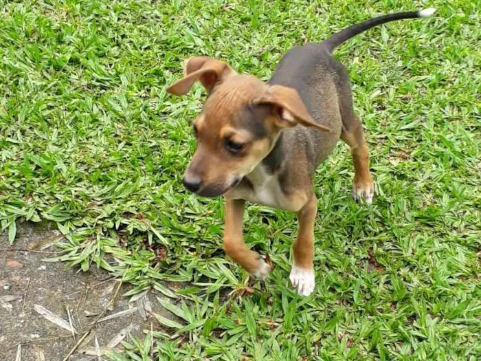 Cachorro ra a SRD idade 2 a 6 meses nome Didi