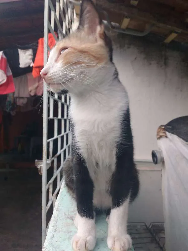 Gato ra a nao sei idade 2 a 6 meses nome Charlotte