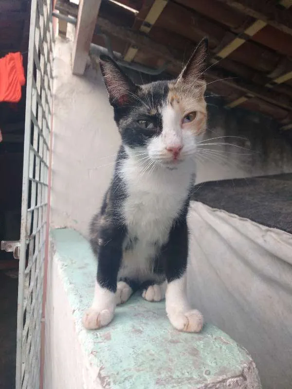 Gato ra a nao sei idade 2 a 6 meses nome Charlotte
