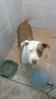 Cachorro raça Pit-Bull idade  nome CHANEL