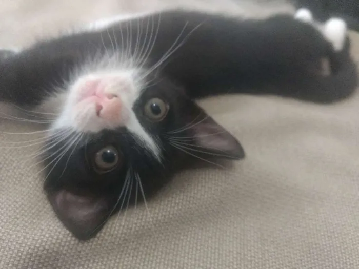 Gato ra a Indefinida idade Abaixo de 2 meses nome Varios