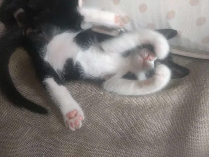 Gato ra a Indefinida idade Abaixo de 2 meses nome Varios