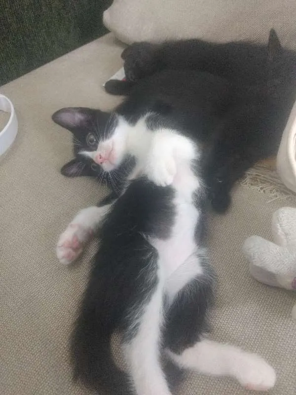 Gato ra a Indefinida idade Abaixo de 2 meses nome Varios