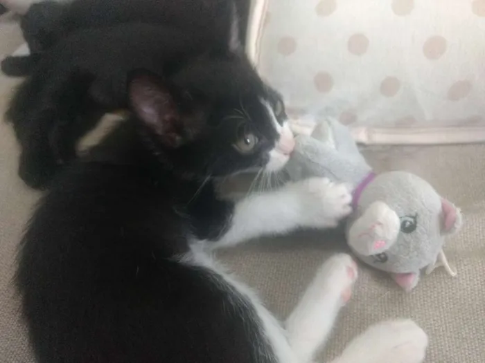 Gato ra a Indefinida idade Abaixo de 2 meses nome Varios