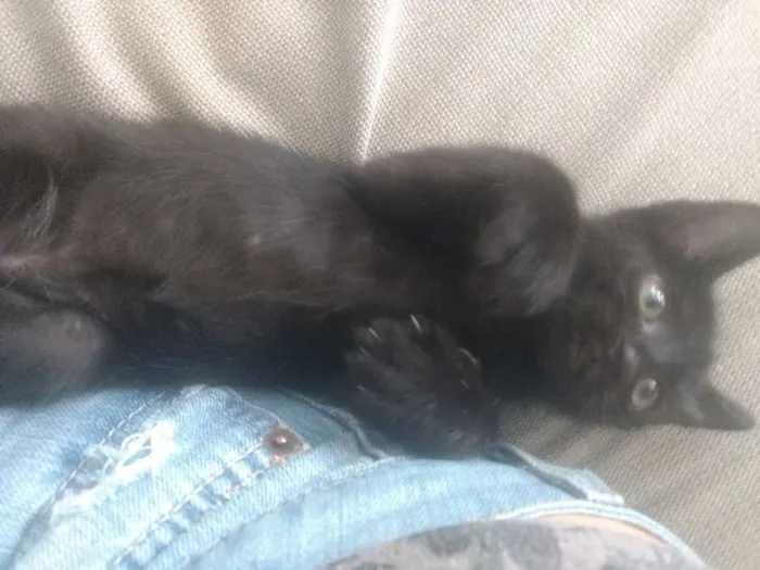 Gato ra a Indefinida idade Abaixo de 2 meses nome Varios
