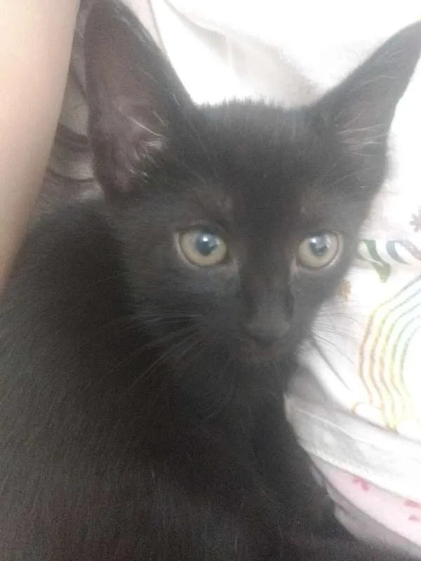 Gato ra a Indefinida idade Abaixo de 2 meses nome Varios