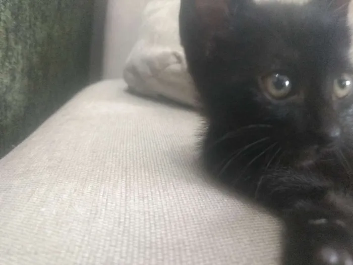 Gato ra a Indefinida idade Abaixo de 2 meses nome Varios