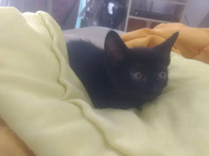 Gato ra a Indefinida idade Abaixo de 2 meses nome Varios