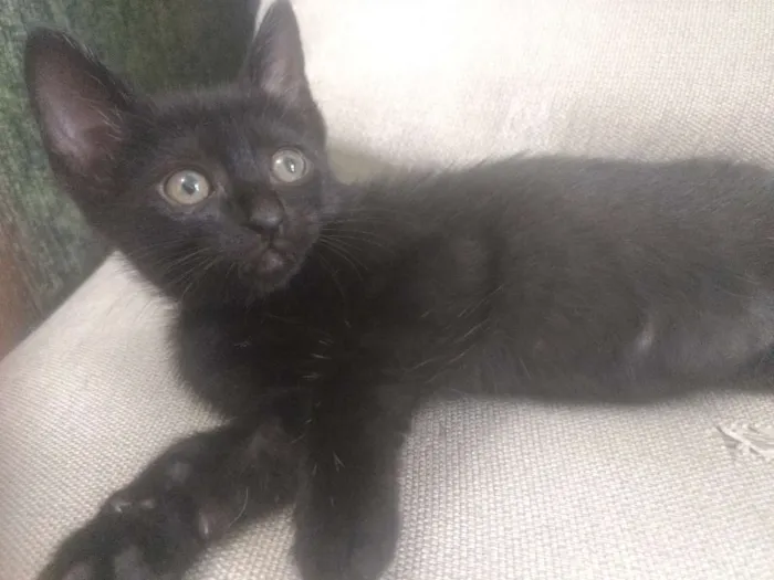 Gato ra a Indefinida idade Abaixo de 2 meses nome Varios