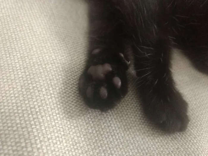 Gato ra a Indefinida idade Abaixo de 2 meses nome Varios