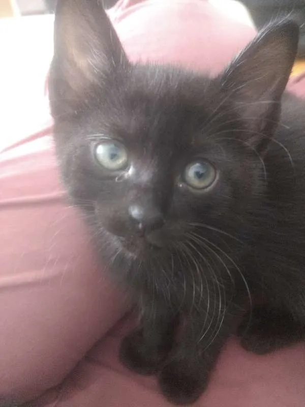 Gato ra a Indefinida idade Abaixo de 2 meses nome Varios