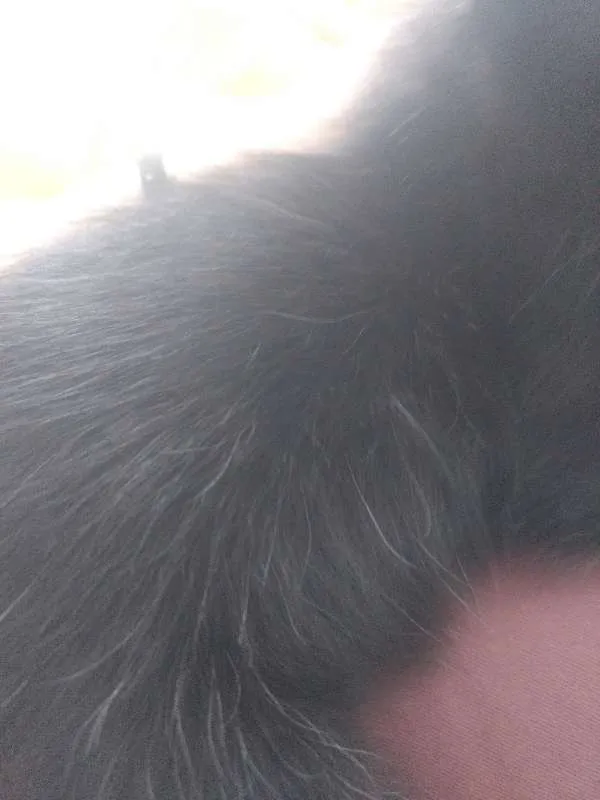 Gato ra a Indefinida idade Abaixo de 2 meses nome Varios