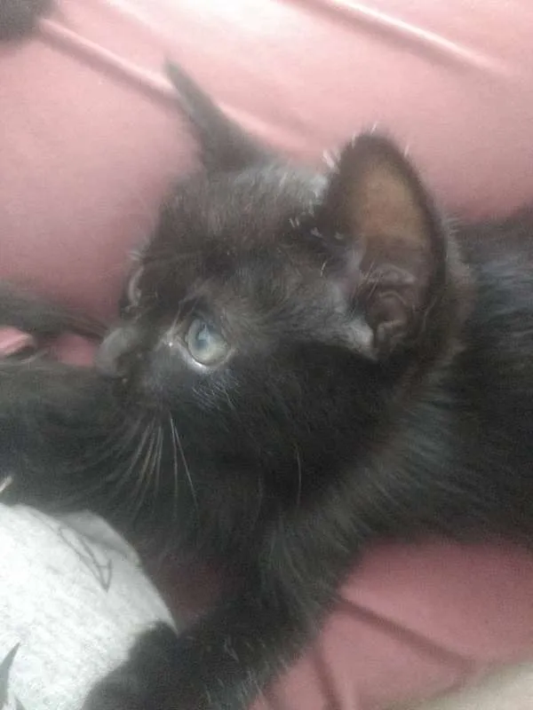 Gato ra a Indefinida idade Abaixo de 2 meses nome Varios