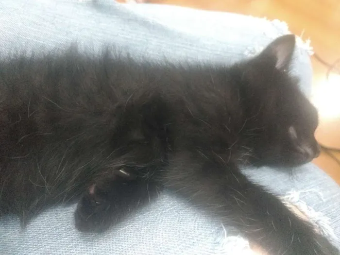 Gato ra a Indefinida idade Abaixo de 2 meses nome Varios