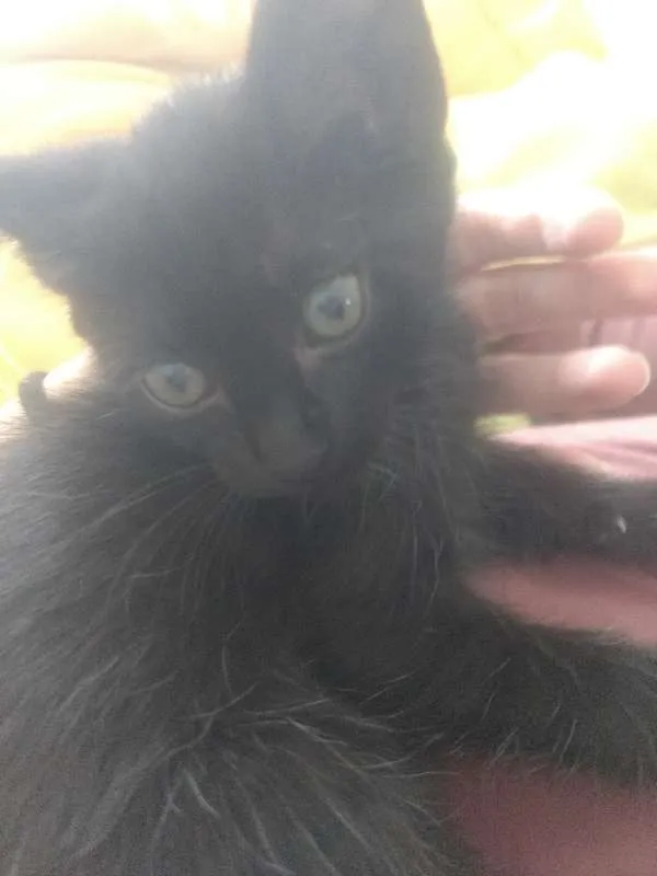 Gato ra a Indefinida idade Abaixo de 2 meses nome Varios
