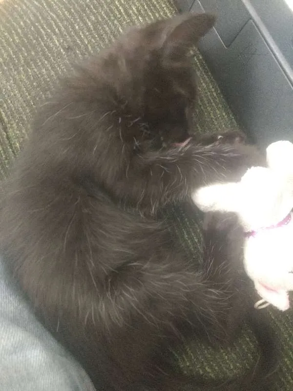 Gato ra a Indefinida idade Abaixo de 2 meses nome Varios