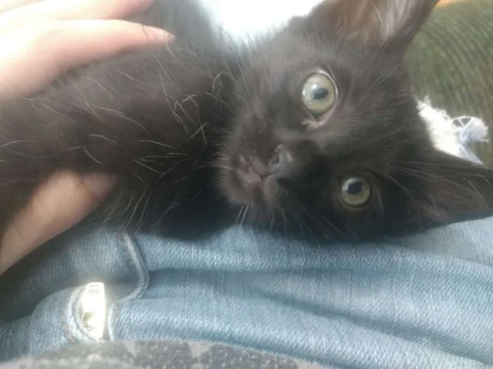Gato ra a Indefinida idade Abaixo de 2 meses nome Varios