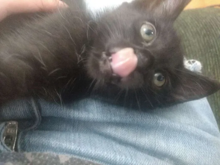 Gato ra a Indefinida idade Abaixo de 2 meses nome Varios