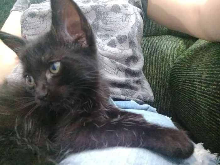 Gato ra a Indefinida idade Abaixo de 2 meses nome Varios