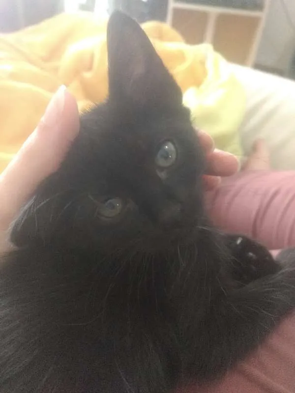 Gato ra a Indefinida idade Abaixo de 2 meses nome Varios