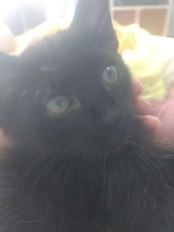 Gato ra a Indefinida idade Abaixo de 2 meses nome Varios