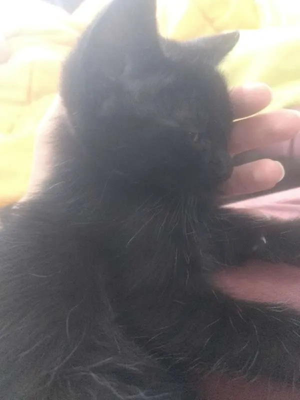 Gato ra a Indefinida idade Abaixo de 2 meses nome Varios