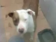 Cachorro raça Pit-Bull idade  nome CHANEL