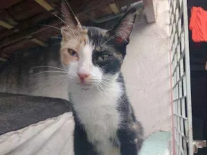 Gato raça nao sei idade 2 a 6 meses nome Charlotte