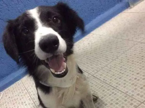 Cachorro ra a SRD idade 1 ano nome Naram