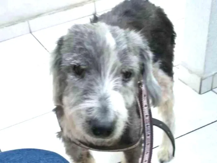 Cachorro ra a mix idade 2 anos nome Bylly