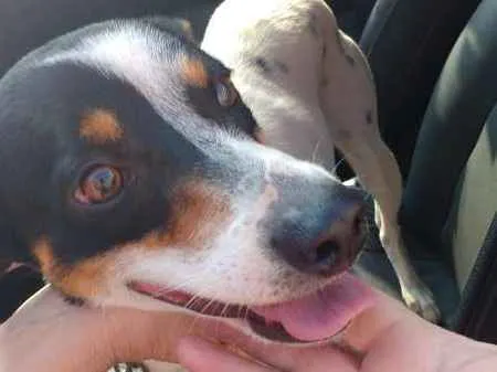 Cachorro ra a mix idade 1 ano nome Duke 