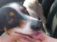 Duke