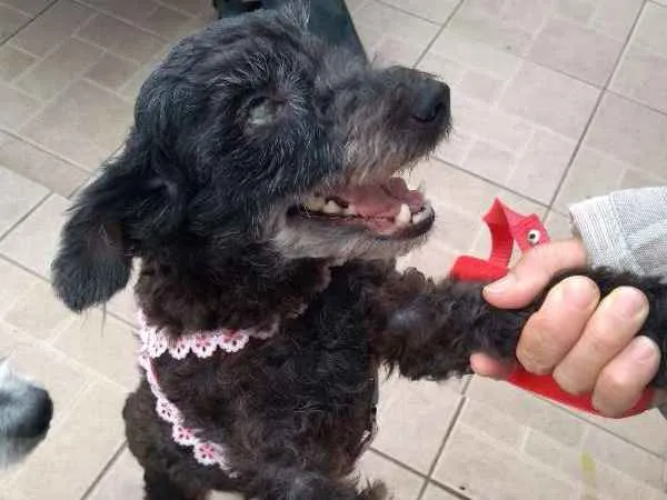 Cachorro ra a mix idade 1 ano nome Tiquinha