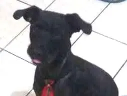 Cachorro ra a mix idade  nome PAÇOCA