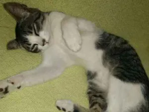 Gato raça sem raça definida idade Abaixo de 2 meses nome Dudu