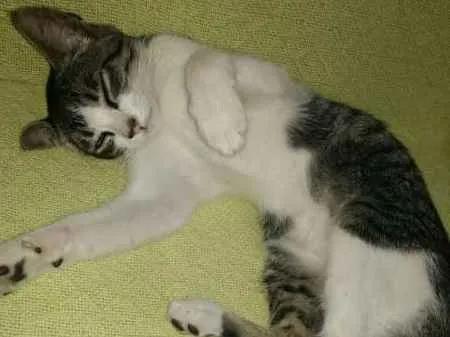 Gato ra a sem raça definida idade Abaixo de 2 meses nome Dudu