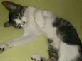 Dudu