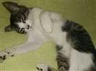 Gato raça sem raça definida idade Abaixo de 2 meses nome Dudu