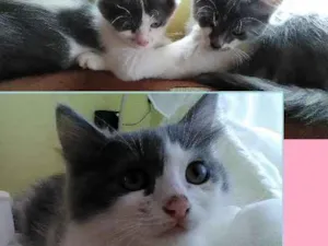 Gato raça SRD idade 2 a 6 meses nome Irmãos fofos