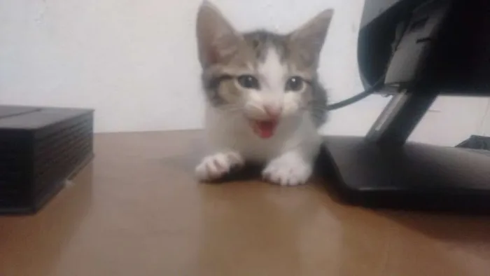 Gato ra a nao definida idade Abaixo de 2 meses nome naoi definido