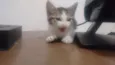 naoi definido