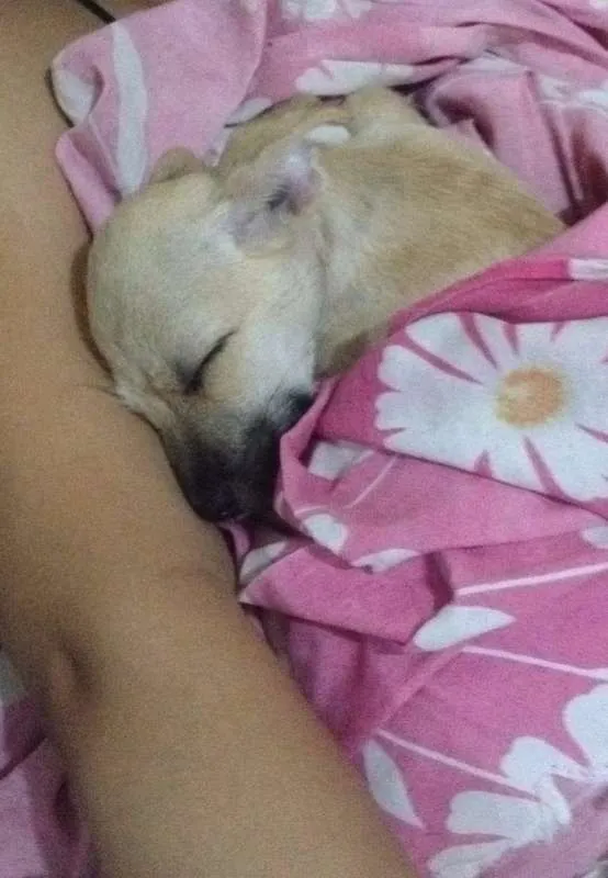 Cachorro ra a SRD idade 2 a 6 meses nome Meg