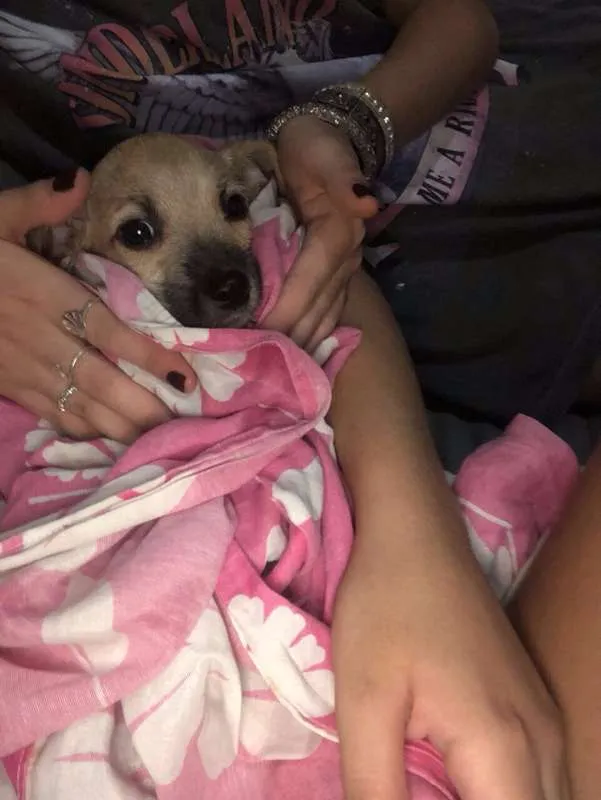 Cachorro ra a SRD idade 2 a 6 meses nome Meg