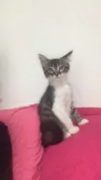 Pandora