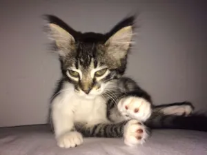 Gato raça desconhecida idade Abaixo de 2 meses nome Pandora