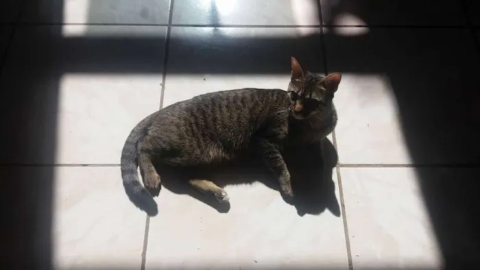 Gato ra a Vira-lata idade 2 anos nome Daisy Yuni