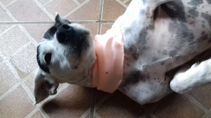 Cachorro ra a SRD idade 3 anos nome Laila