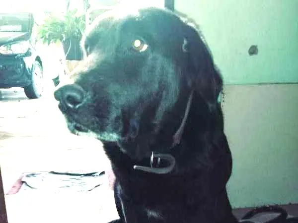 Cachorro ra a Labrador idade 6 ou mais anos nome Tascha