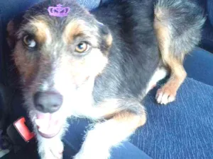 Cachorro raça SRD idade 2 anos nome Luninha